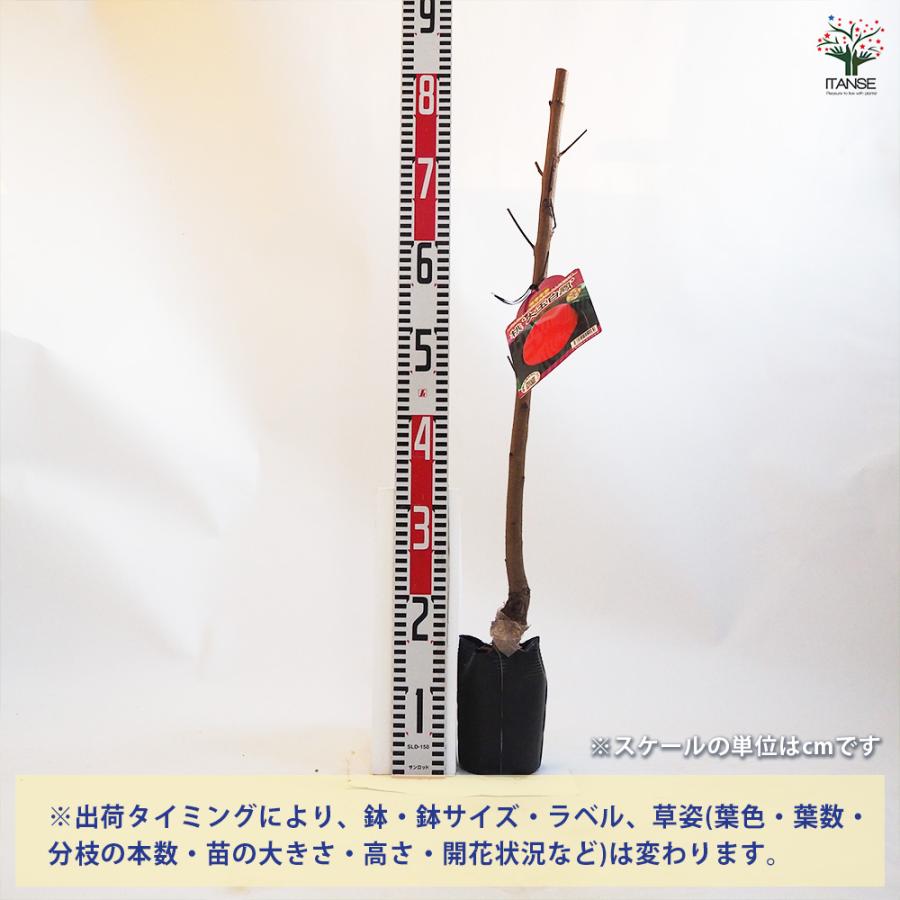 桃の苗木 大玉白鳳 果樹の苗木 4.5号ポット/1個売り モモ苗 モモの苗