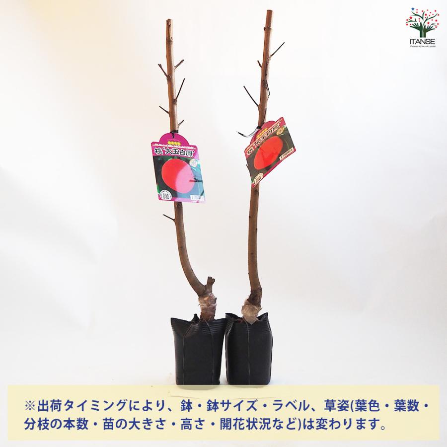 桃の苗木 大玉白鳳 果樹の苗木 4.5号ポット/1個売り モモ苗 モモの苗