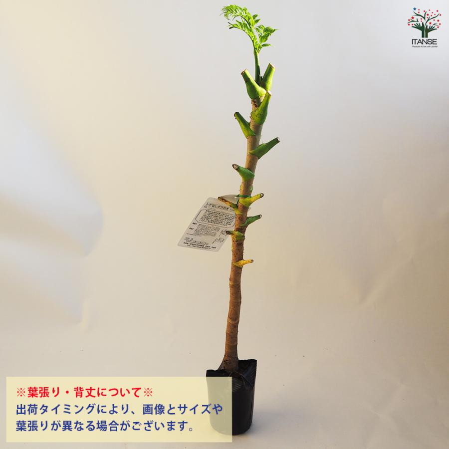 とげなしタラの木 果樹の苗木 4.5号ポット/1個売り 野菜の苗 苗木 トゲ