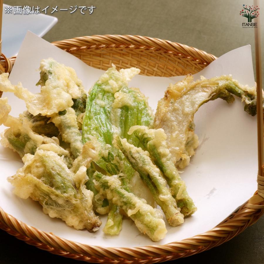 とげなしタラの木 果樹の苗木 4.5号ポット/1個売り 野菜の苗 苗木 トゲ