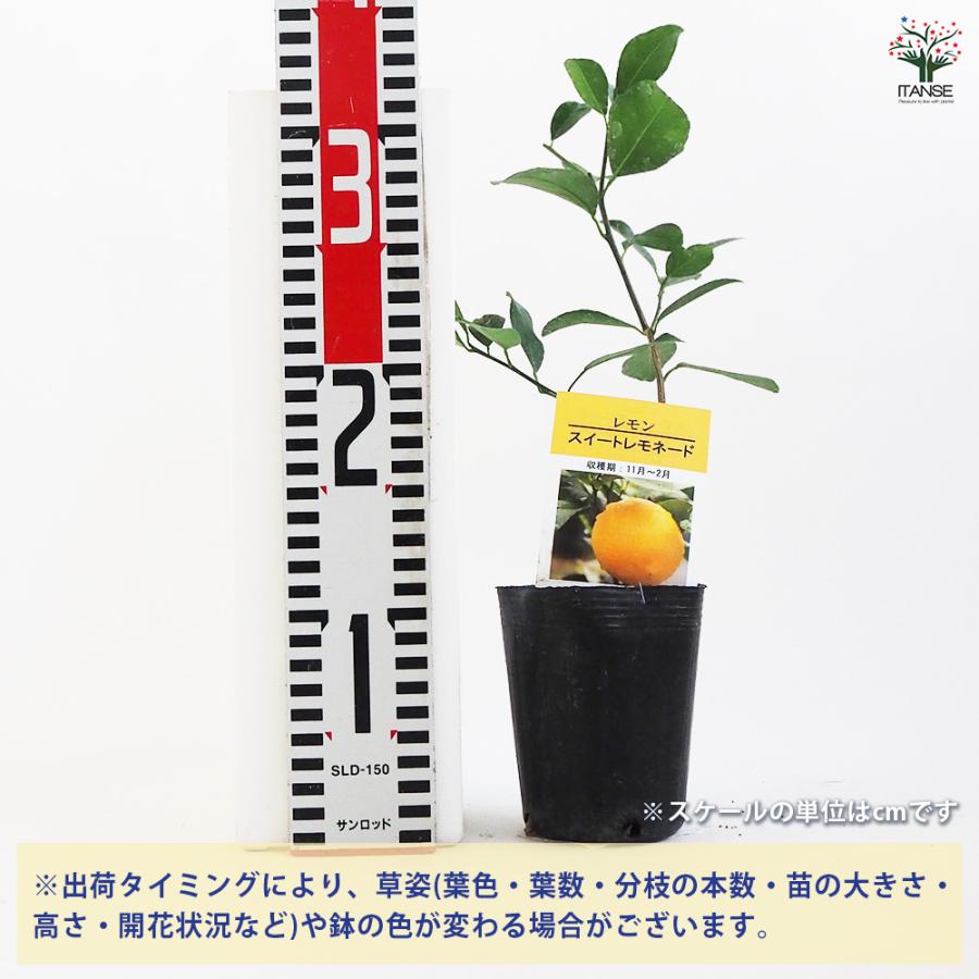 レモンの苗木 スイートレモネード 接ぎ木 果樹の苗木 3号ポット/1個