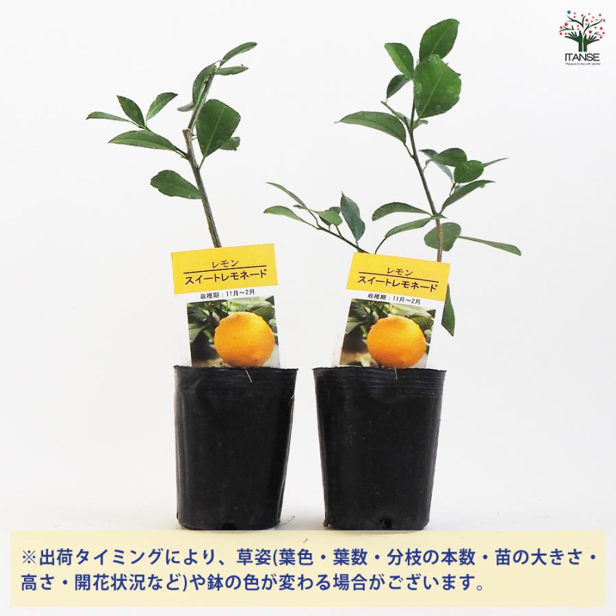 レモンの苗木 スイートレモネード 接ぎ木 果樹の苗木 3号ポット/1個