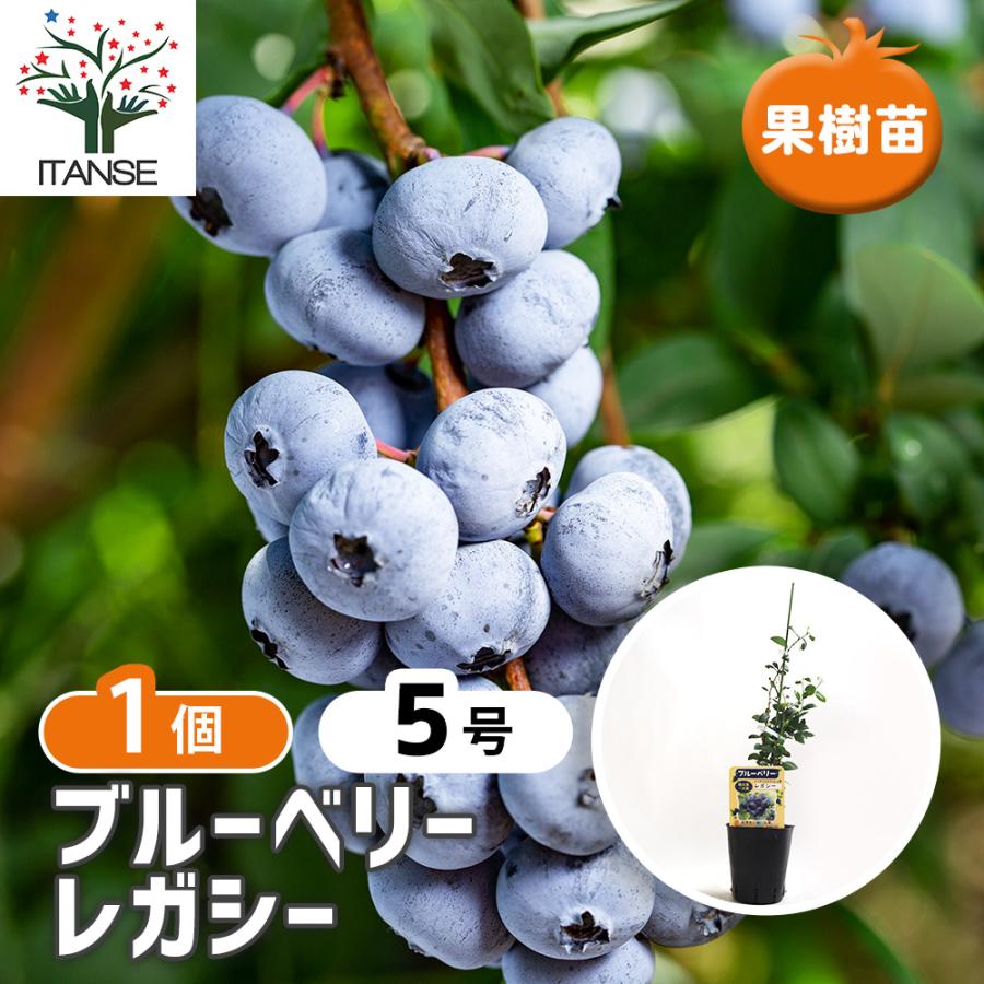 ブルーベリー レガシー 果樹の苗木 5号ポット/1個売り 果樹 果樹苗