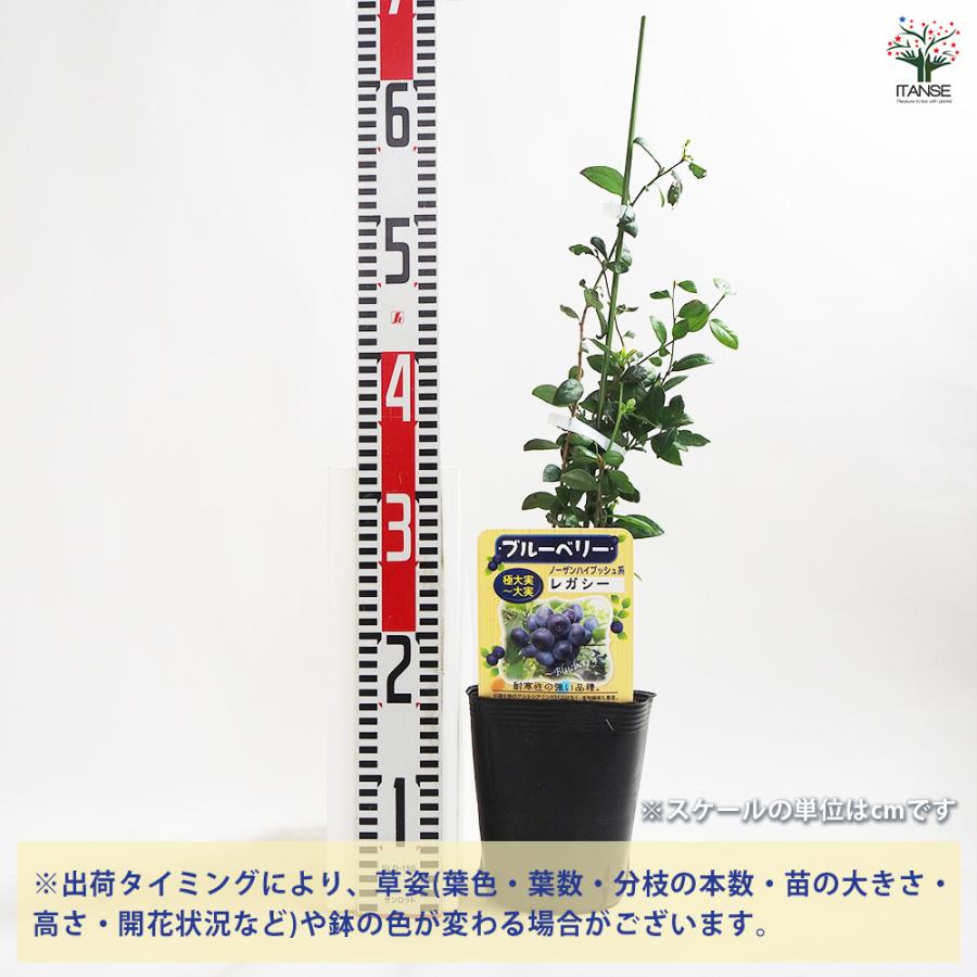 ブルーベリー レガシー 果樹の苗木 5号ポット/1個売り 果樹 果樹苗