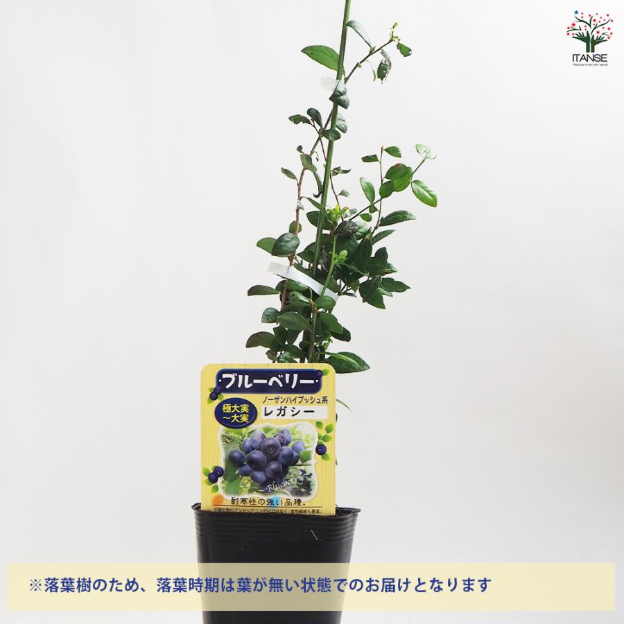 ブルーベリー レガシー 果樹の苗木 5号ポット/1個売り 果樹 果樹苗