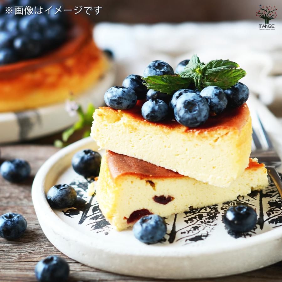 ブルーベリー レガシー 果樹の苗木 5号ポット/1個売り 果樹 果樹苗