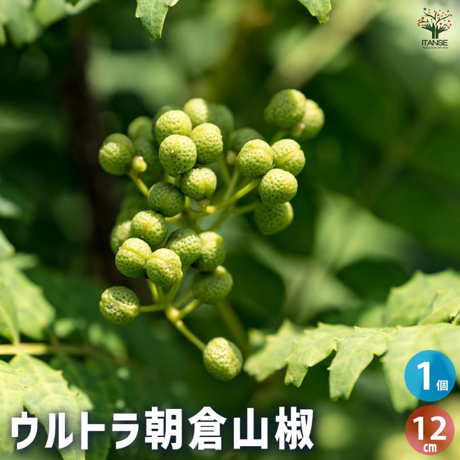 山椒の苗木 ウルトラ朝倉山椒 果樹の苗木 12cmポット/1個売り 果樹苗