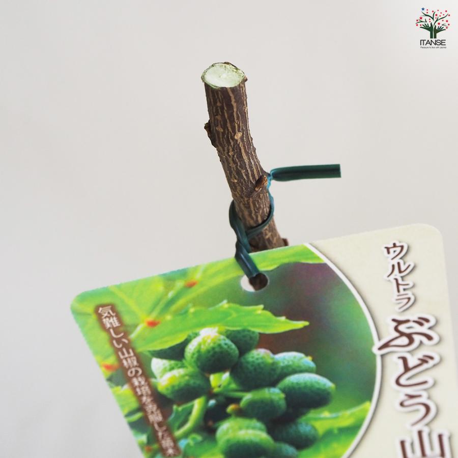 山椒の苗木 ウルトラぶどう山椒 果樹の苗木 12cmポット/1個売り 果樹苗