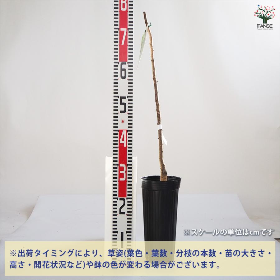 山椒の苗木 ウルトラぶどう山椒 果樹の苗木 12cmポット/お買い得2個