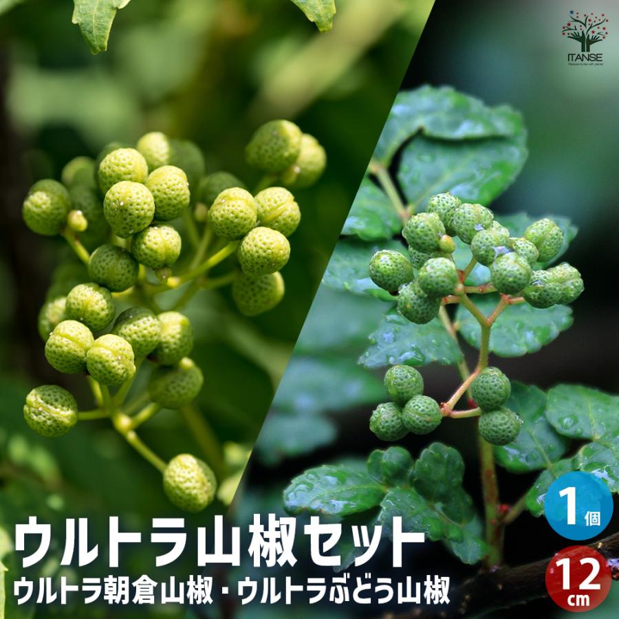 山椒の苗木 ウルトラ朝倉山椒・ぶどう山椒セット 果樹の苗木 ポット/1