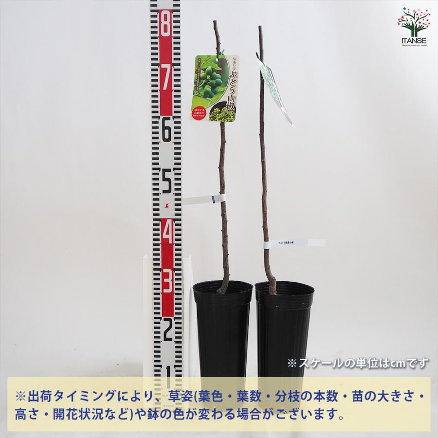 山椒の苗木 ウルトラ朝倉山椒・ぶどう山椒セット 果樹の苗木 ポット/1
