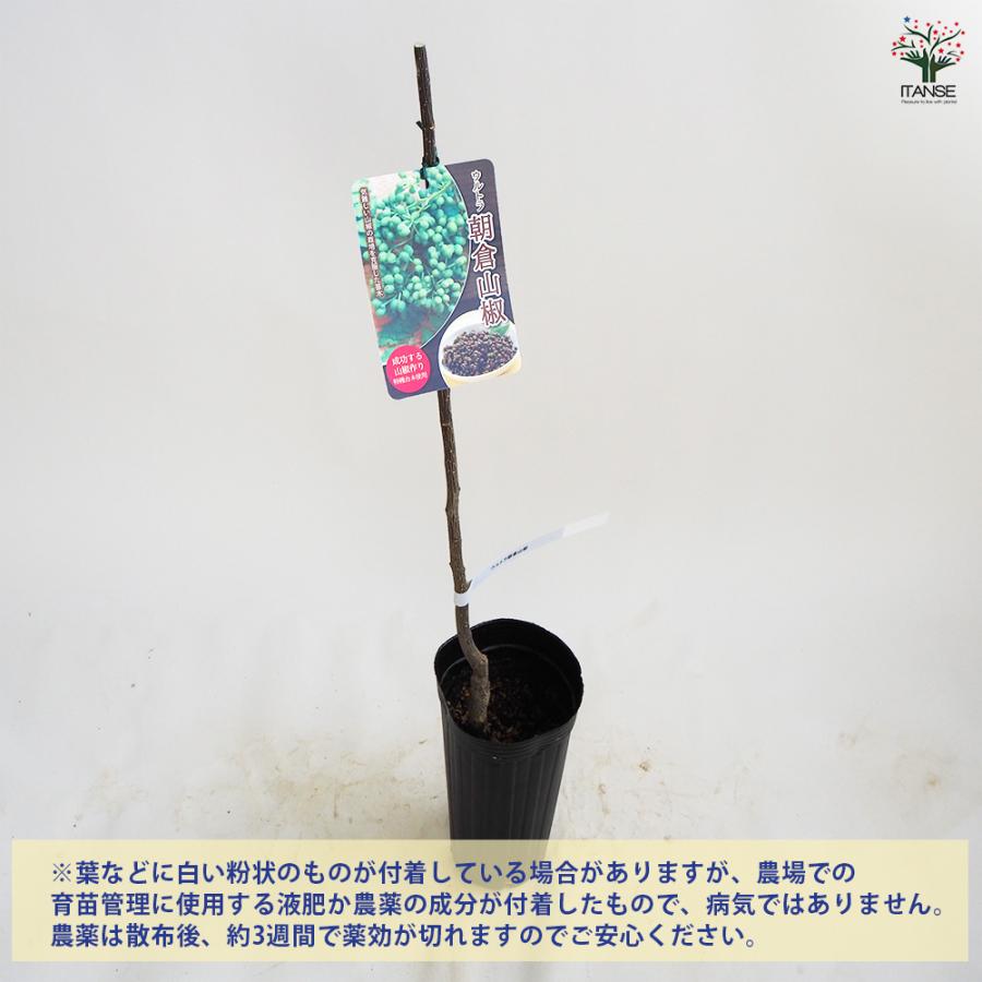 山椒の苗木 ウルトラ朝倉山椒・ぶどう山椒セット 果樹の苗木 ポット/1