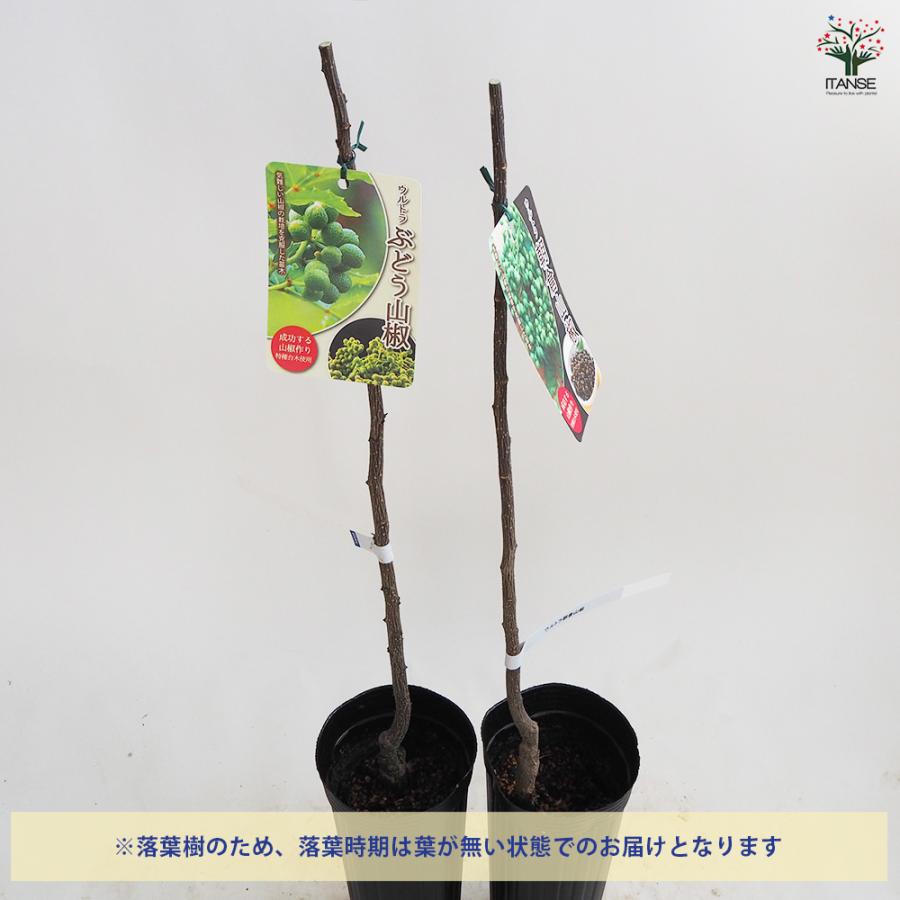山椒の苗木 ウルトラ朝倉山椒・ぶどう山椒セット 果樹の苗木 ポット/1