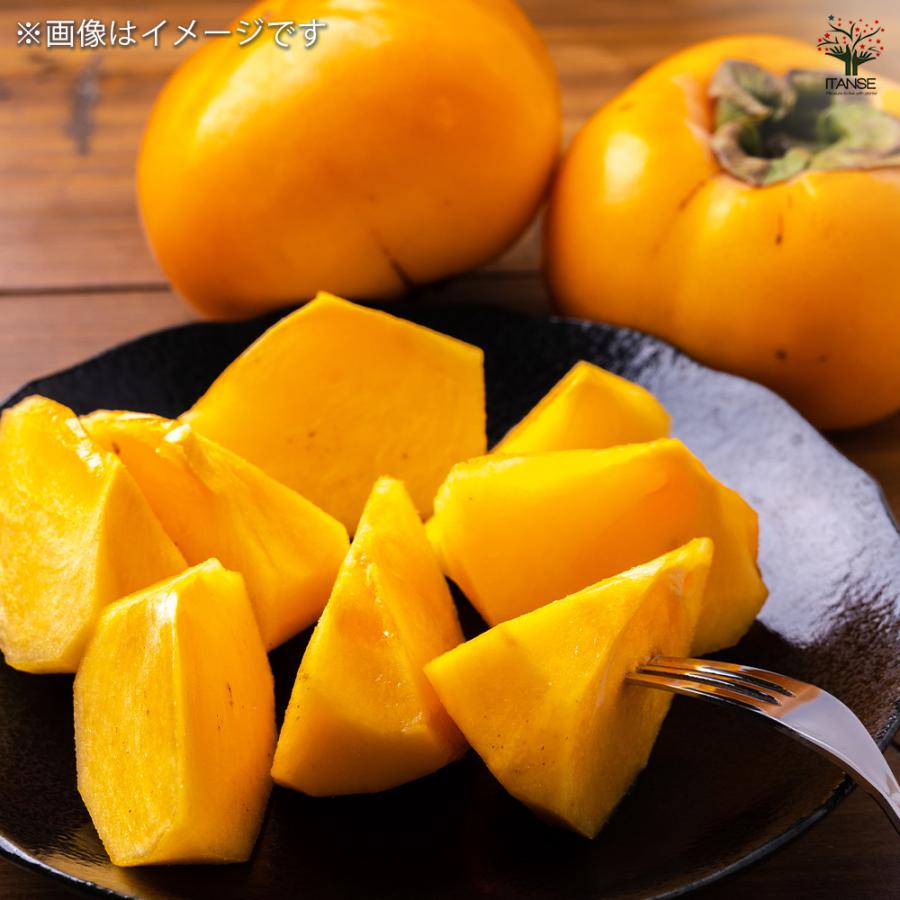 柿の苗木 平核無 果樹の苗木 4号ポット/1個売り 柿苗 柿の苗 柿の木