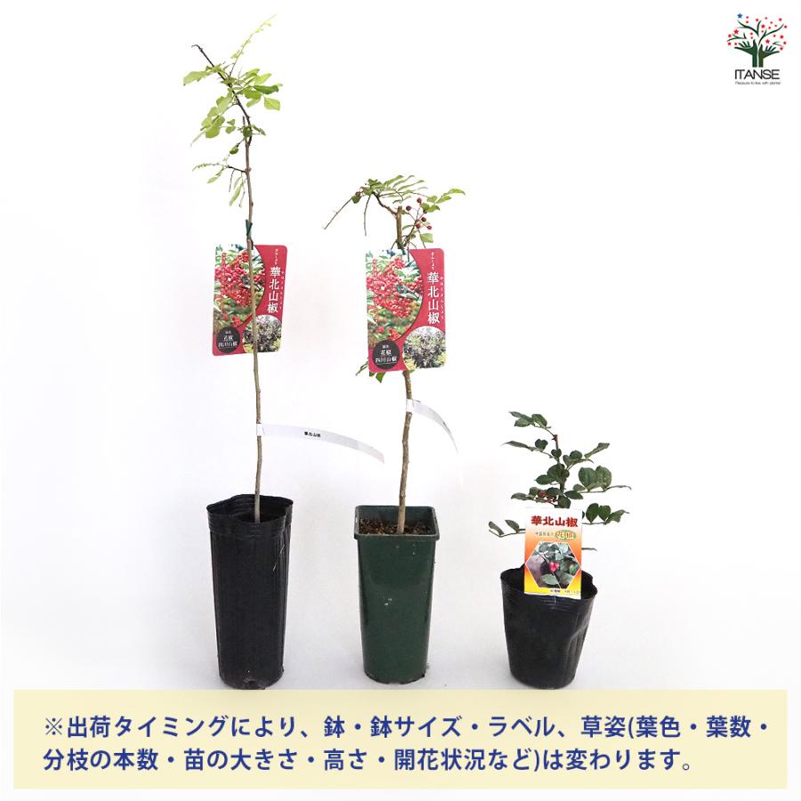 華北山椒　苗木　超大苗　ガーデン　ガーデニング 山椒の苗木 華北山椒 果樹の苗 3.5号鉢/お買い得2個セット 山椒苗 さん