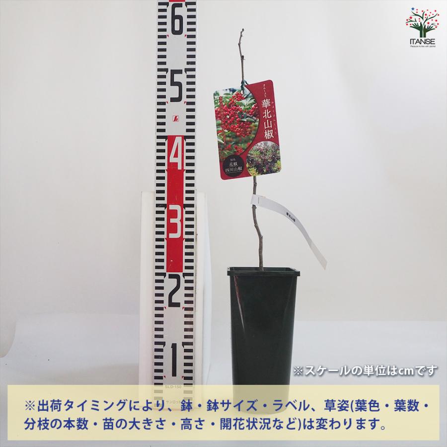 華北山椒　苗木　超大苗　ガーデン　ガーデニング 山椒の苗木 華北山椒 果樹の苗 3.5号鉢/お買い得2個セット 山椒苗 さん