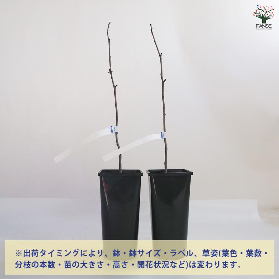 山椒の苗木 華北山椒 果樹の苗 3.5号鉢/お買い得2個セット 山椒苗 さん