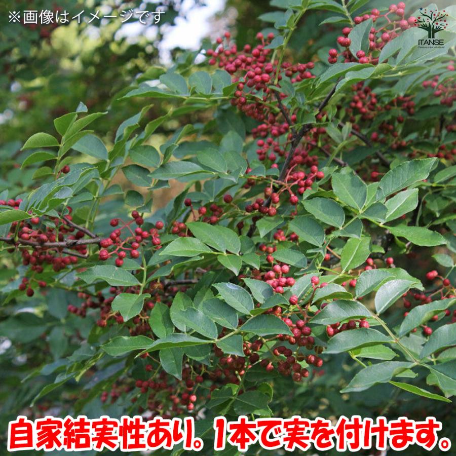 華北山椒　苗木　超大苗　ガーデン　ガーデニング 山椒の苗木 華北山椒 果樹の苗 3.5号鉢/お買い得2個セット 山椒苗 さん