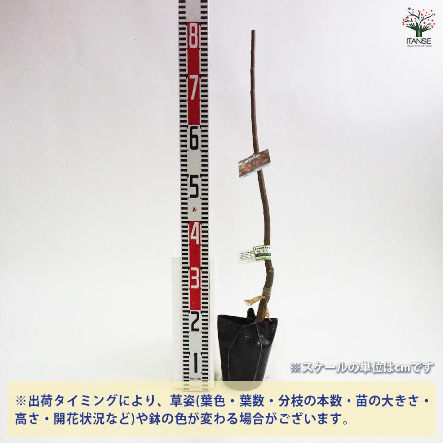 栗の苗木 秋峰 果樹の苗木 4号/1個売り 栗苗 栗の苗 栗の木 くりの苗