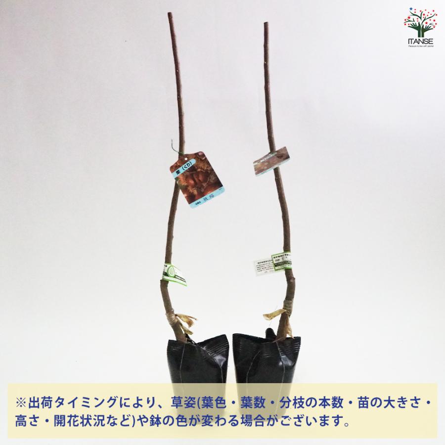 栗の苗木 秋峰 果樹の苗木 4号/1個売り 栗苗 栗の苗 栗の木 くりの苗