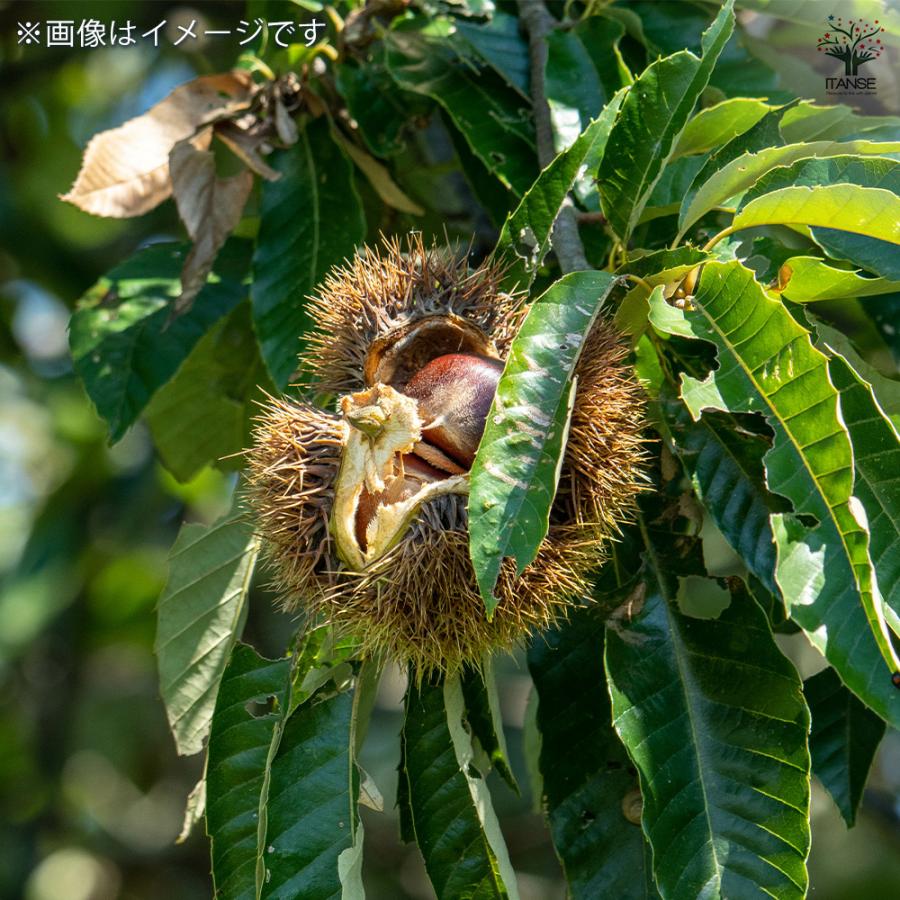 2022年発芽の栗の苗木10本/大粒/幼木/植木/庭木/盆栽/筑波/利平/銀寄