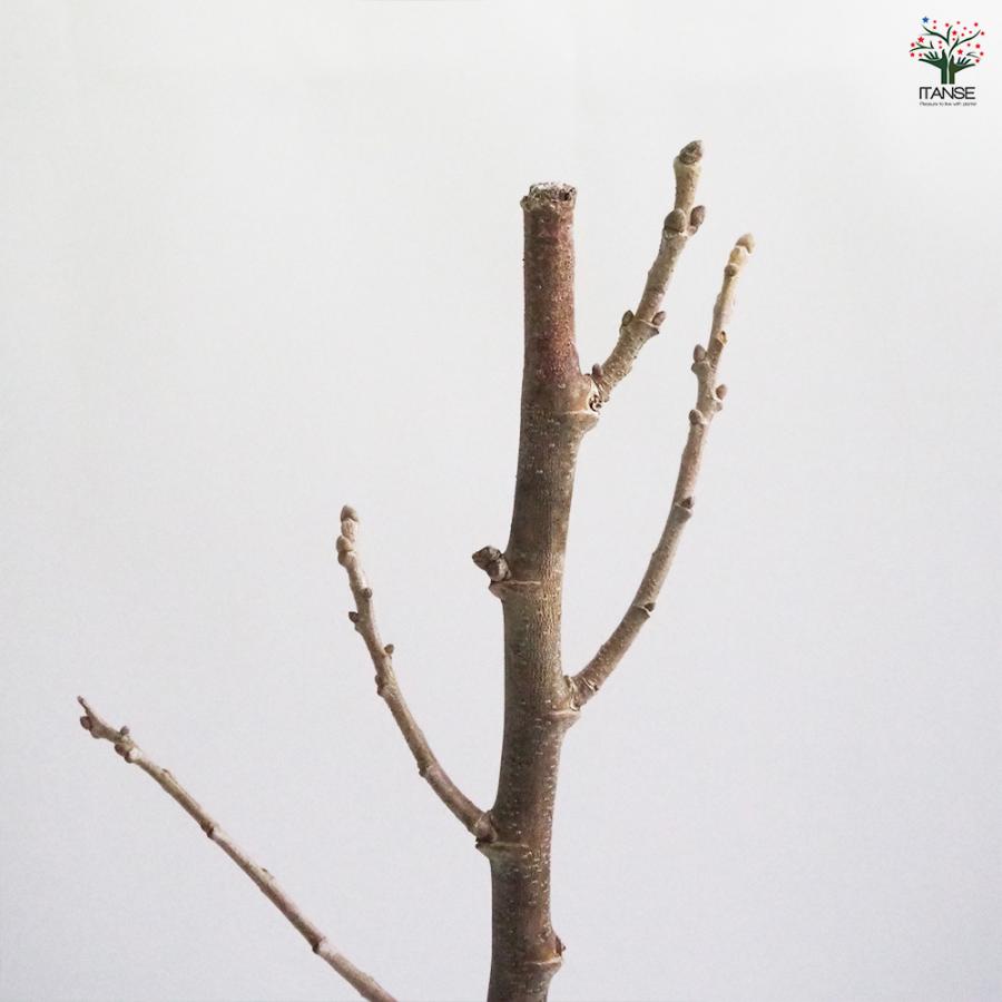 栗の苗木 天津甘栗 果樹の苗木 4号/1個売り 栗苗 栗の苗 栗の木 くりの