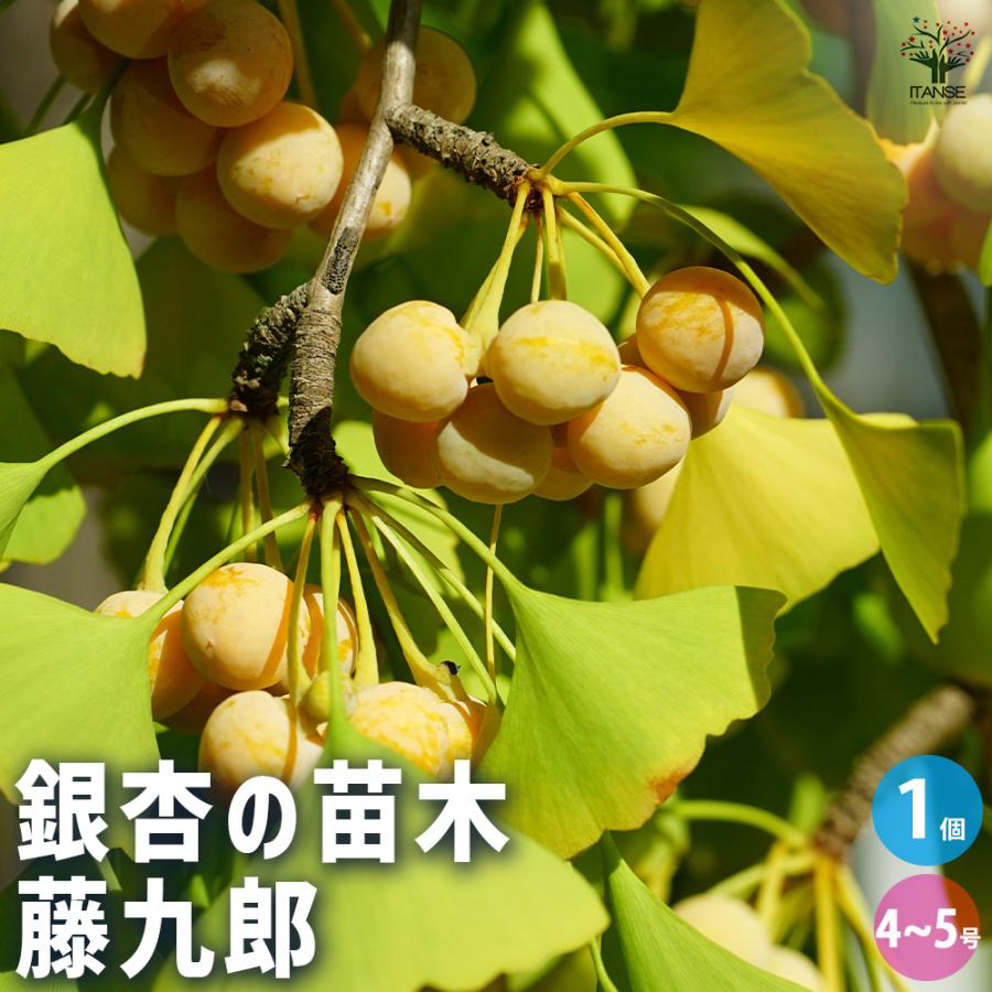 銀杏の苗木 藤九郎 果樹の苗木 4号/1個売り ぎんなん いちょう