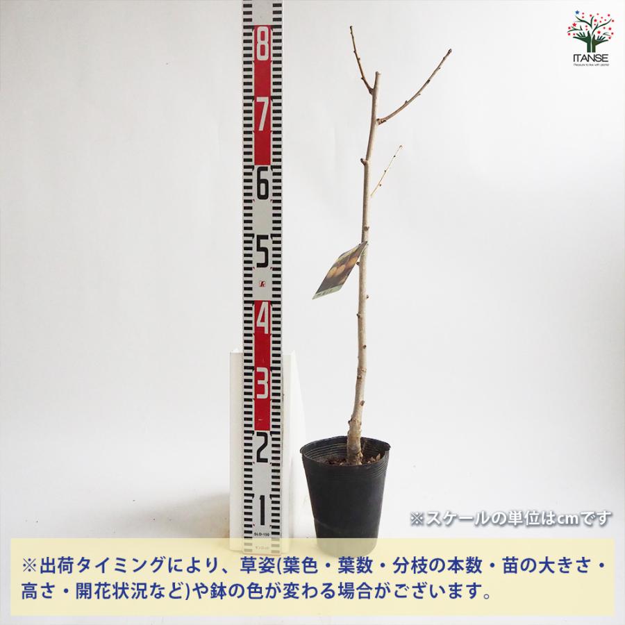 銀杏の苗木 藤九郎 果樹の苗木 4号/1個売り ぎんなん いちょう