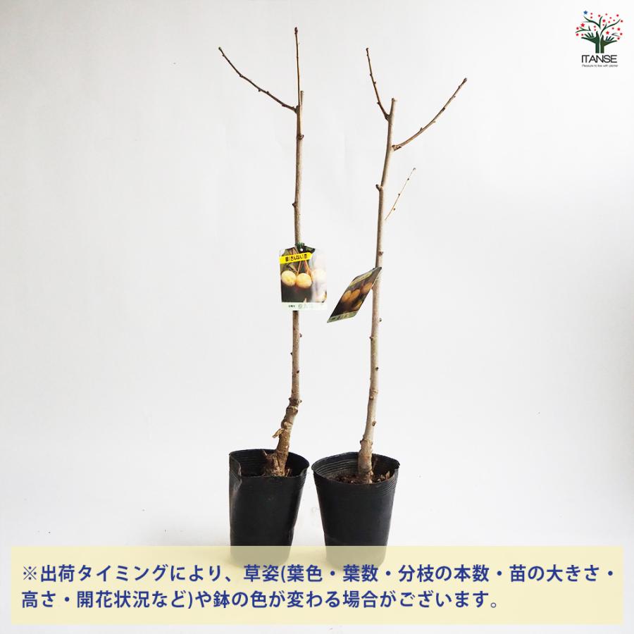 銀杏の苗木 藤九郎 果樹の苗木 4号/1個売り ぎんなん いちょう