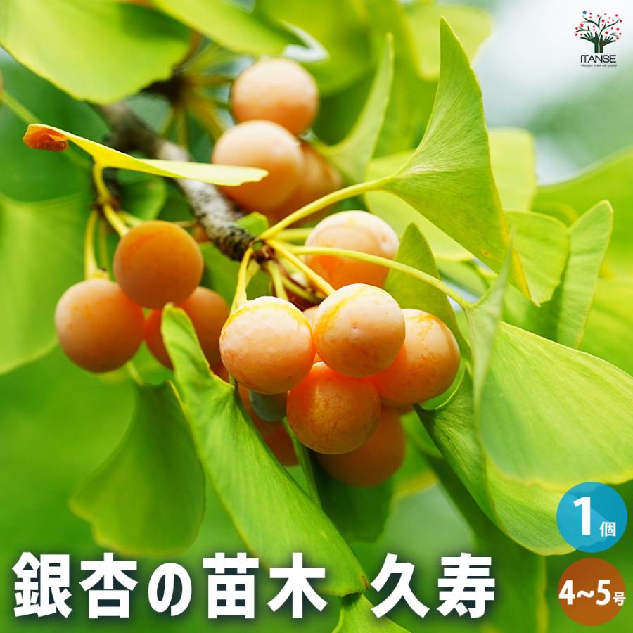 銀杏の苗木 久寿 果樹の苗木 4号/1個売り ぎんなん いちょう ギンナン
