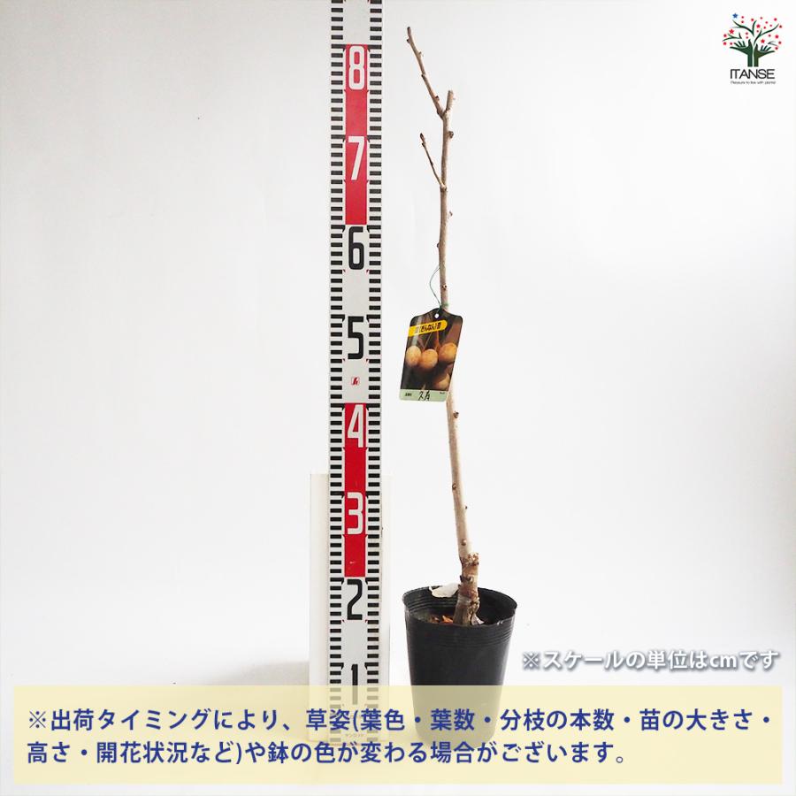 銀杏の苗木 久寿 果樹の苗木 4号/1個売り ぎんなん いちょう