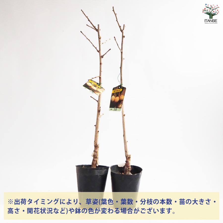 銀杏の苗木 久寿 果樹の苗木 4号/1個売り ぎんなん いちょう