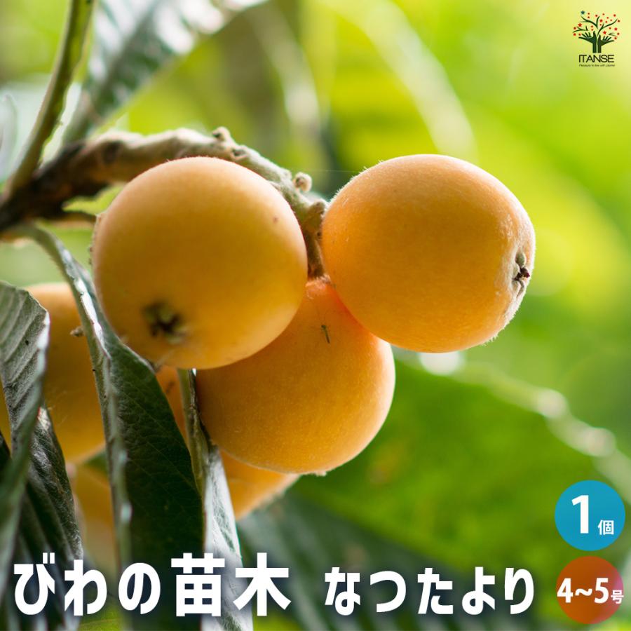 ①枇杷の木 枇杷の葉 ビワ　びわの苗木 びわの木 果樹苗 ビワの木　びわの葉 枇杷(びわ)の苗木 なつたより 果樹の苗木 4号/1個売り ビワ苗 ビワの苗