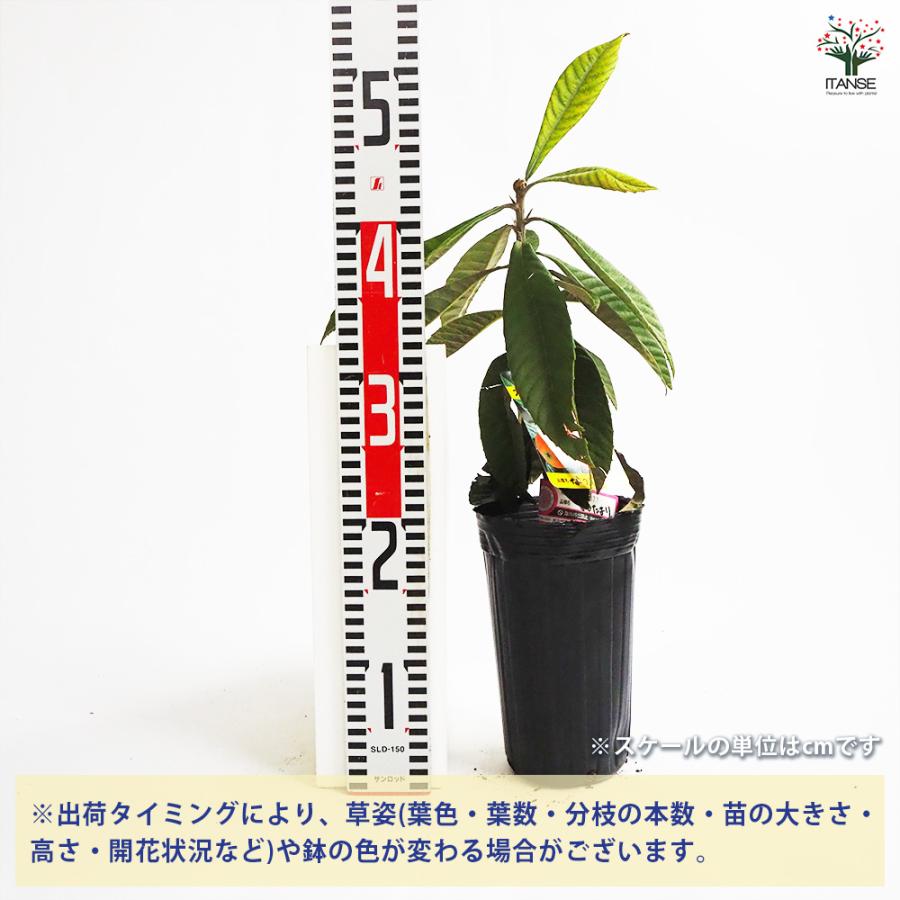 枇杷(びわ)の苗木 なつたより 果樹の苗木 4号/1個売り ビワ苗 ビワの苗