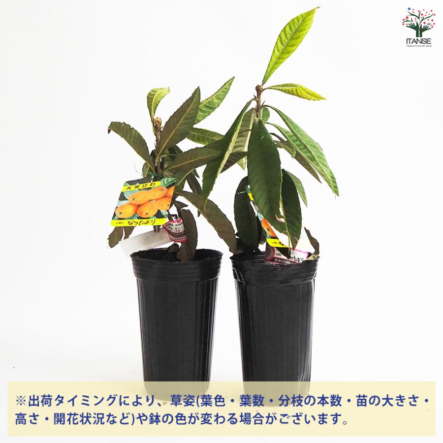 なつたより　４年生　びわ苗木♡ 枇杷(びわ)の苗木 なつたより 果樹の苗木 4号/1個売り ビワ苗 ビワの苗