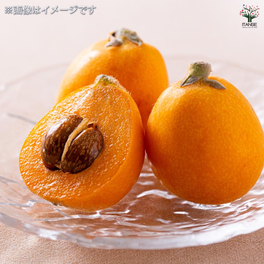枇杷(びわ)の苗木 なつたより 果樹の苗木 4号/1個売り ビワ苗 ビワの苗