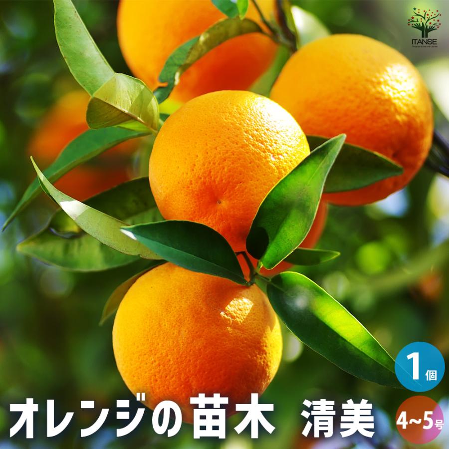 清美オレンジ 果樹の苗木 4号/1個売り みかん ミカン オレンジ 果樹園