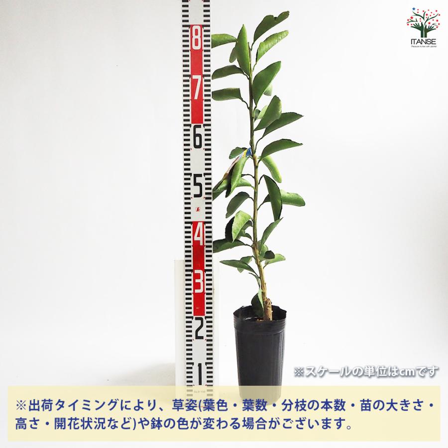 清美オレンジ 果樹の苗木 4号/1個売り みかん ミカン オレンジ 果樹園