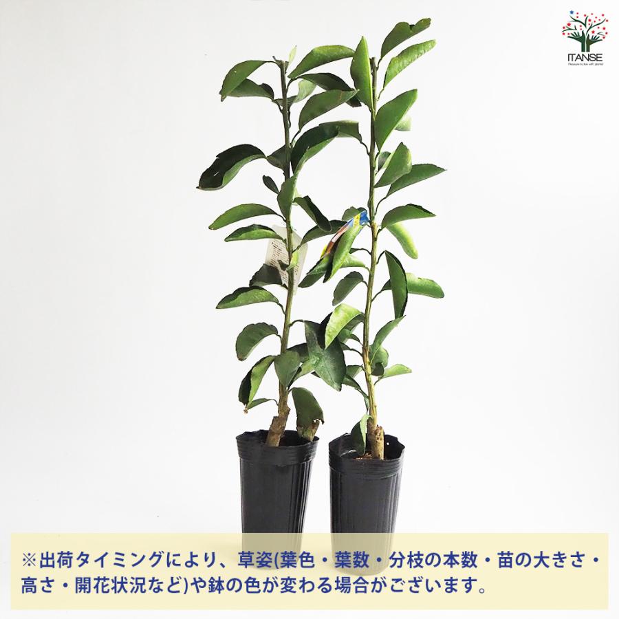 清美オレンジ 果樹の苗木 4号/1個売り みかん ミカン オレンジ 果樹園
