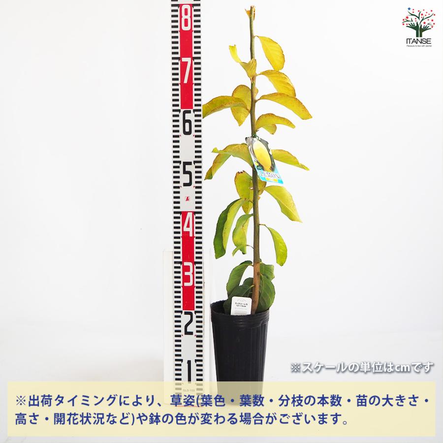 レモンの苗木 クックユーレカ12〜 果樹の苗木 4号/1個売り レモン苗