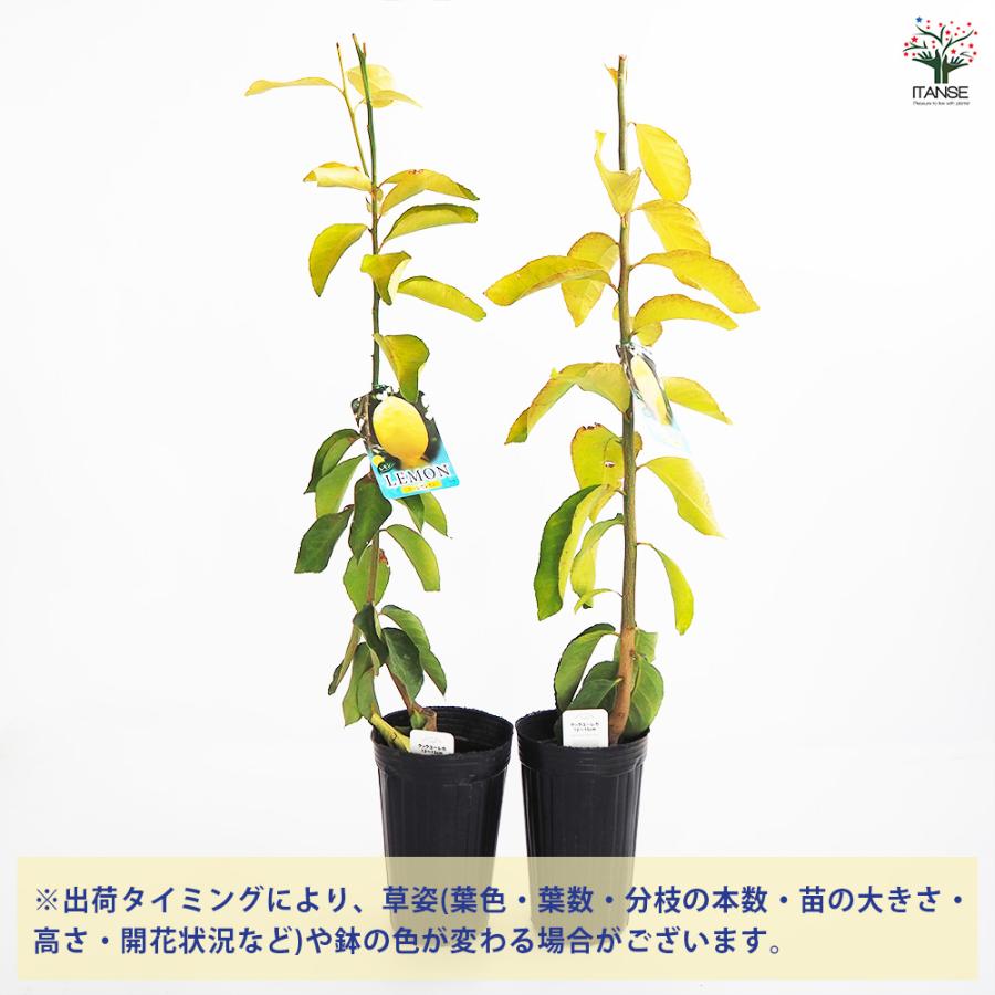レモンの苗木 クックユーレカ12〜 果樹の苗木 4号/1個売り レモン苗