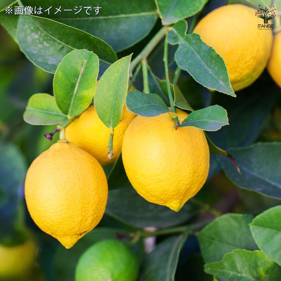 レモンの苗木 クックユーレカ12〜 果樹の苗木 4号/1個売り レモン苗