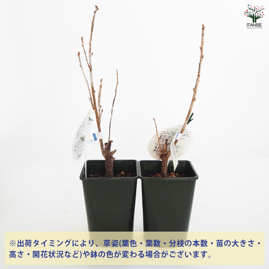 カシスの苗木 ジャンボカシス チタニア 果樹の苗木 5号/1個売り カシス