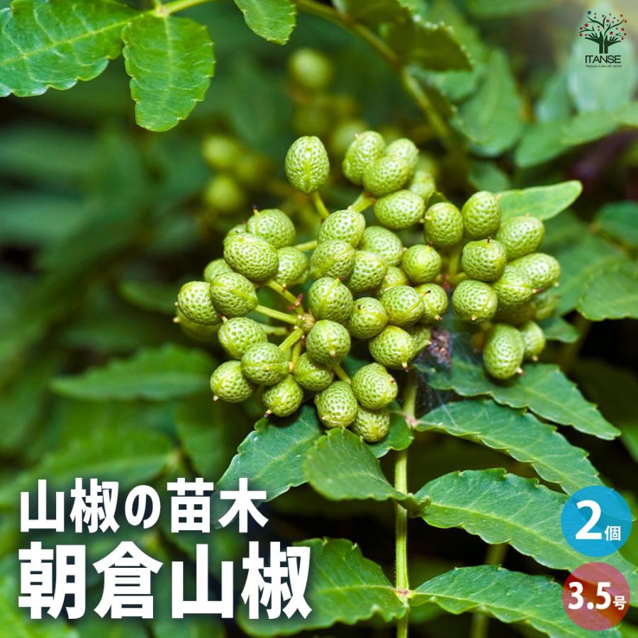 山椒の苗木 朝倉山椒 果樹の苗 3.5号/お買い得2個セット 山椒苗 さん