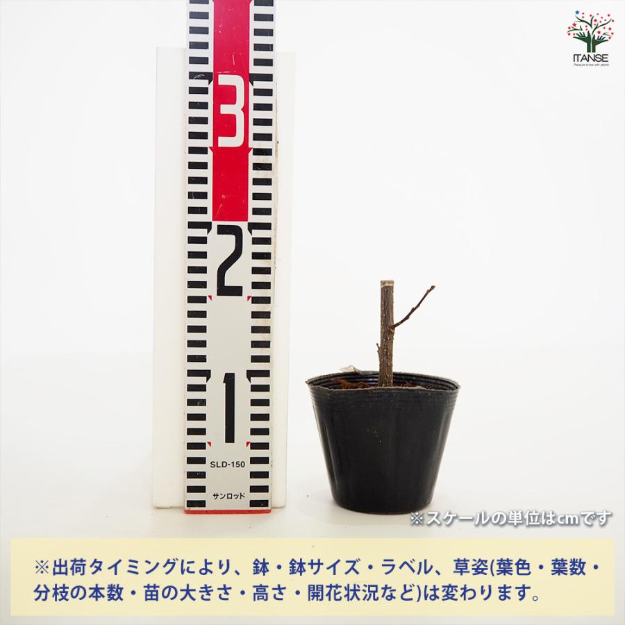 山椒の苗木 朝倉山椒 果樹の苗 3.5号/お買い得2個セット 山椒苗 さん
