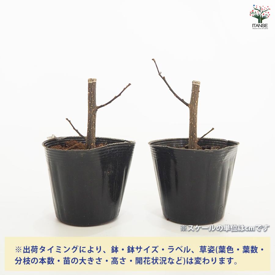 山椒の苗木 朝倉山椒 果樹の苗 3.5号/お買い得2個セット 山椒苗 さん