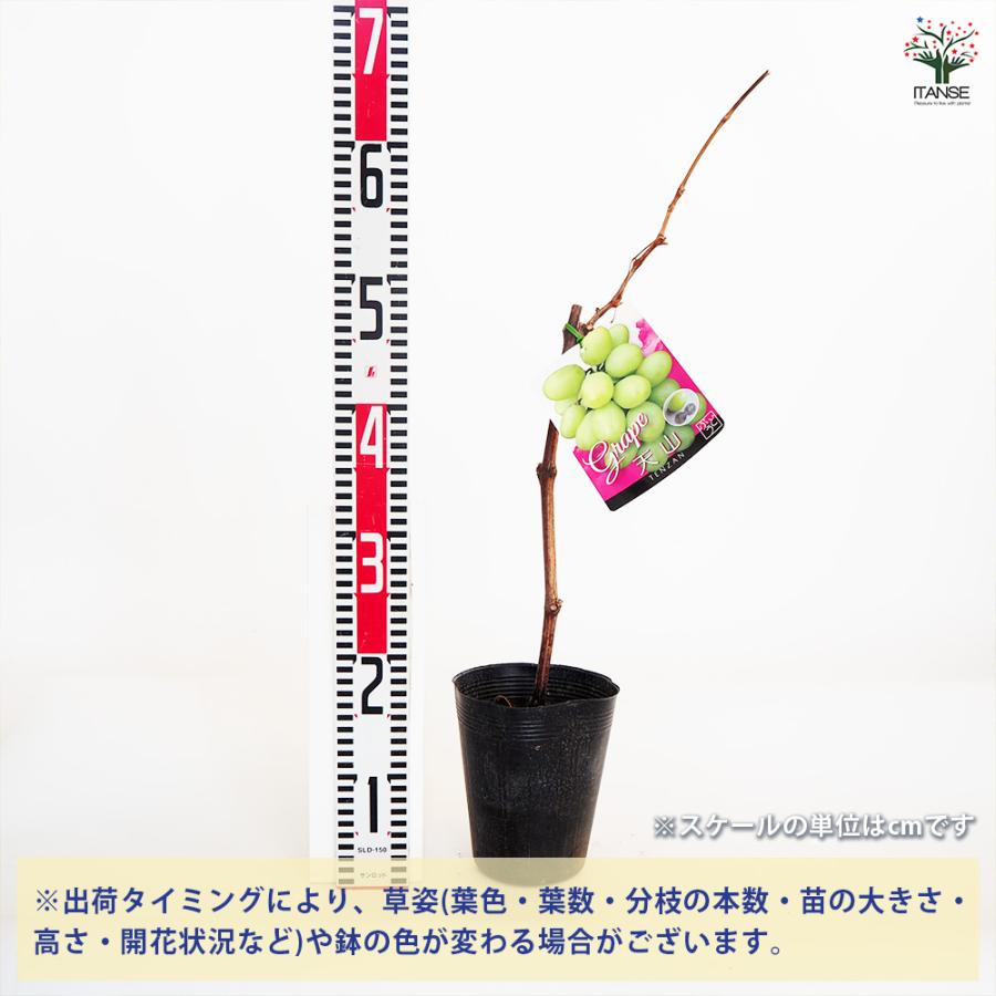 ぶどうの苗 天山 果樹の苗木 5号/1個売り ぶどう苗 ブドウ苗 葡萄苗