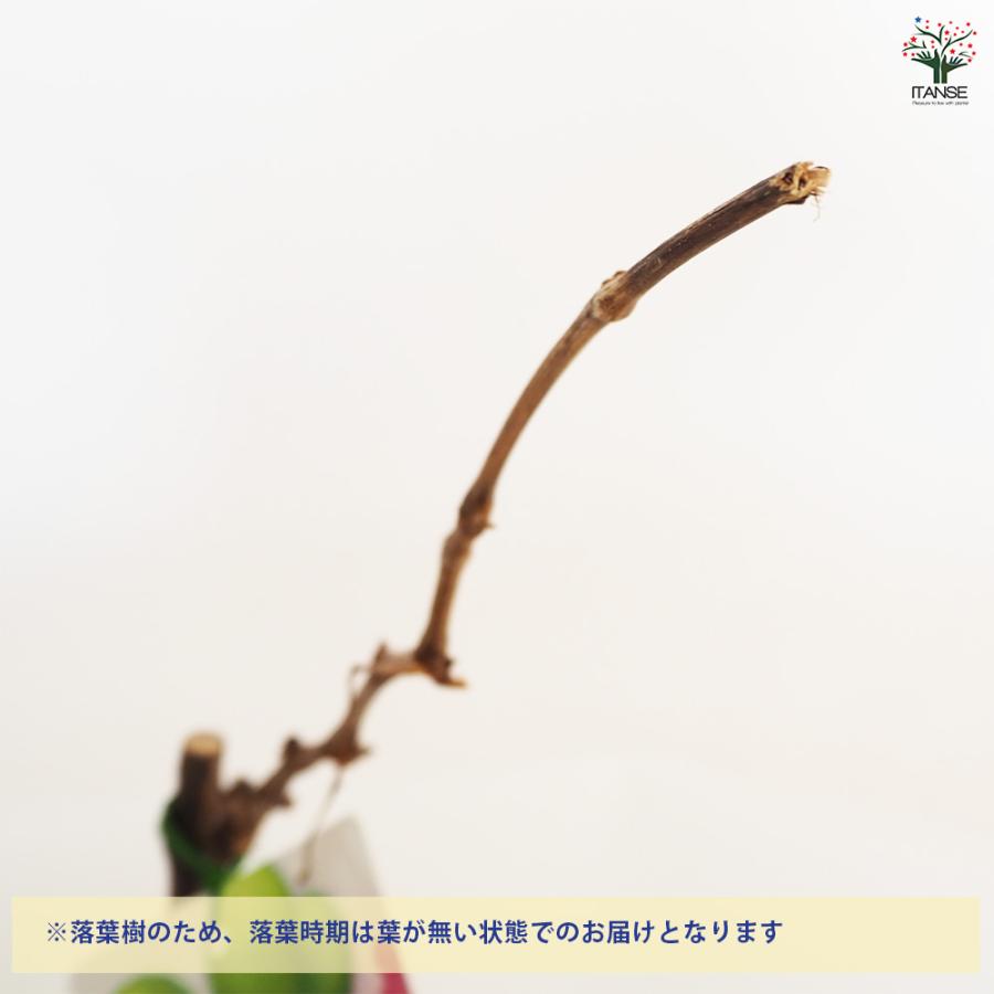 楽天市場】ぶどう 苗木 山ぶどう 5寸鉢植え 苗木 苗 ヤマブドウ 山葡萄 山形県遊佐町のふるさと納税 お礼の品ランキングふるさとチョイス