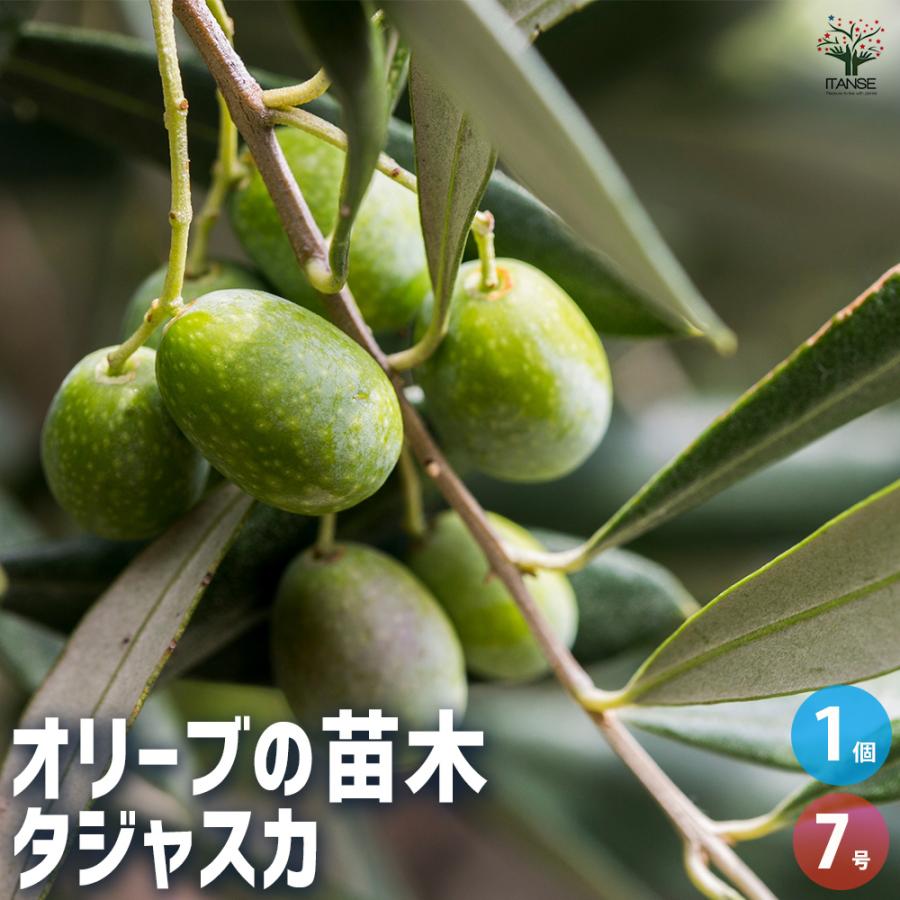 オリーブ タジャスカ 果樹の苗木 7号/1個売り オリーブの実 植木