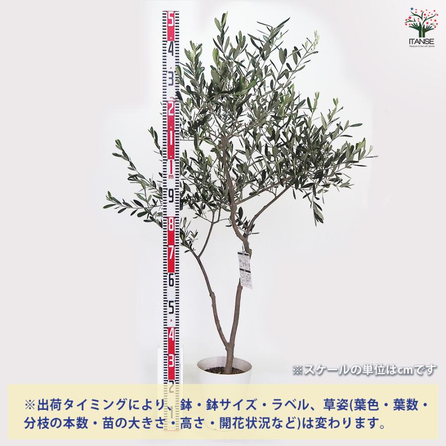 オリーブ タジャスカ 果樹の苗木 7号/1個売り オリーブの実 植木